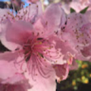 Meet your Posher, Cj